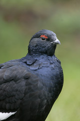 Black grouse, Tetrao tetrix