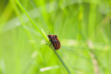 Red bag on grass