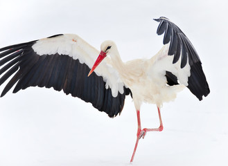 Beautiful stork on snow