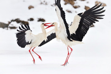 Beautiful storks at the park outdoors