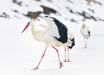 Beautiful stork at the park outdoors