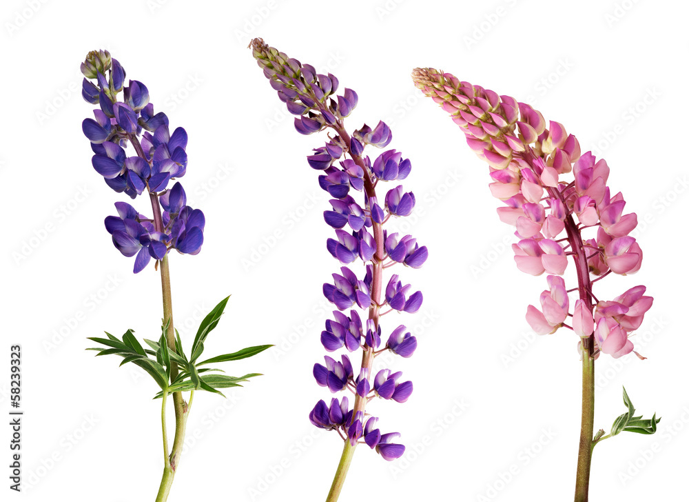 Sticker set of lupine flowers isolated on white