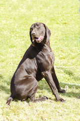 German Shorthaired Pointer