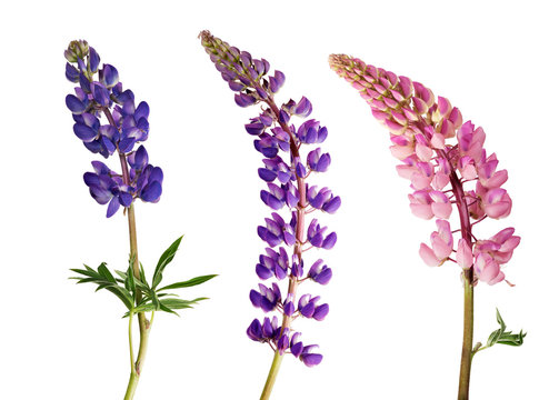 set of lupine flowers isolated on white
