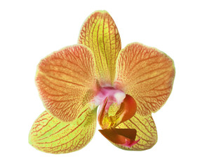 single orange and yellow orchid flower