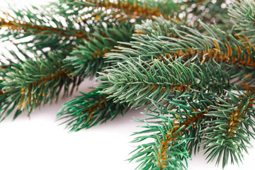 Christmas tree branch