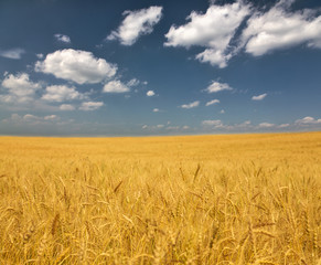 golden wheat field under clouds
