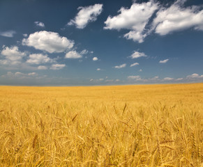 Naklejka premium golden wheat field under clouds