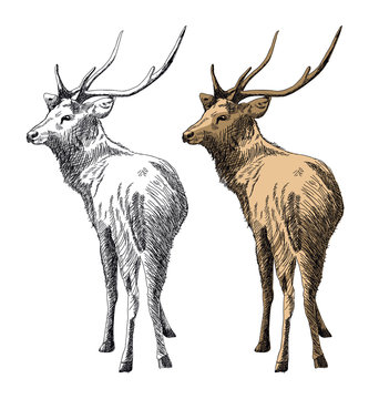deer