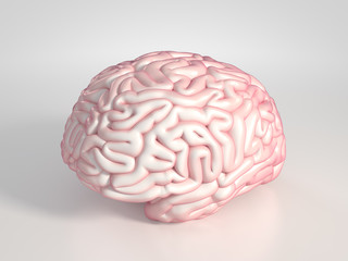 Brain