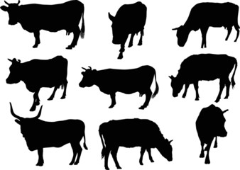 nine cows silhouettes isolated on white