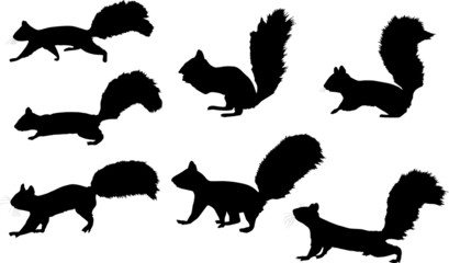 seven squirrel silhouettes on white background