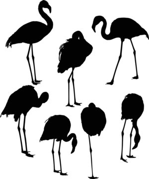 set of seven flamingo silhouettes isolated on white