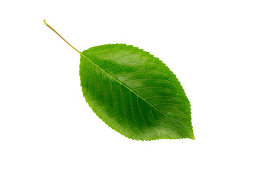 Green leaf isolated on white background