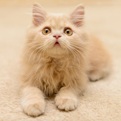 Naklejka na ściany i meble little Persian kitten