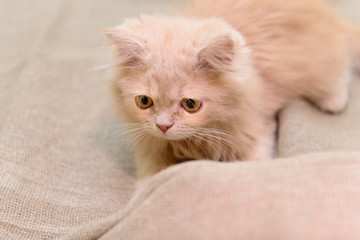 Fototapeta na wymiar fluffy Persian kitten
