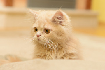 fluffy Persian kitten