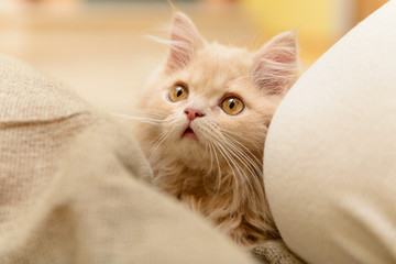 fluffy Persian kitten