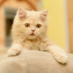 fluffy Persian kitten