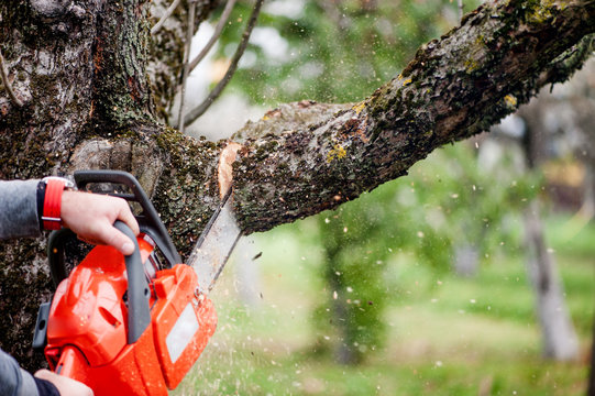 man cutting trees using an electrical professional chainsaw