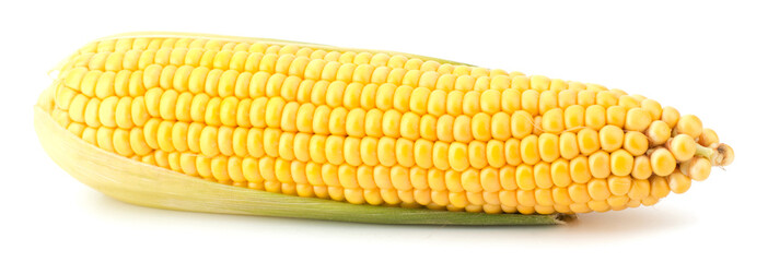 Fresh raw corn cobs isolated on the white background