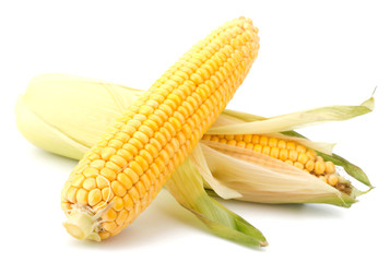 Fresh raw corn cobs isolated on the white background © EM Art