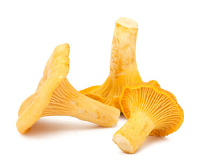 Yellow chanterelle isolated on white background