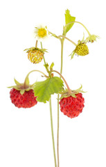 Wild strawberry isolated on white background