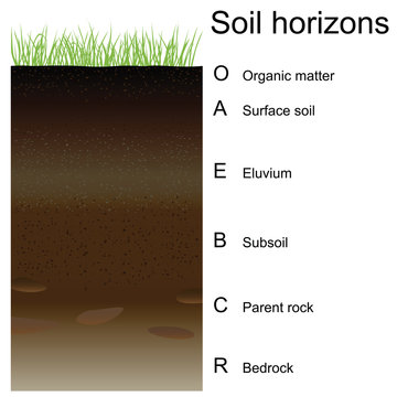 Vector illustration of soil horizons (layers)