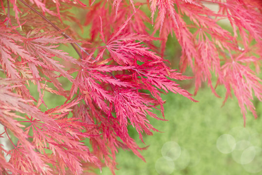 Erable rouge acer palmatum dissectum macro