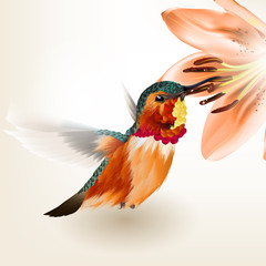 Beautiful vector realistic humming bird with lily