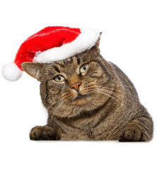 Gray cat with christmas cap .