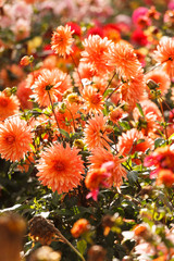Colorful dahlia flower
