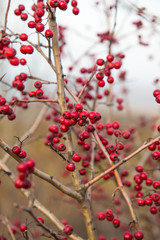 Bunch of hawthorn red berries on the branch.