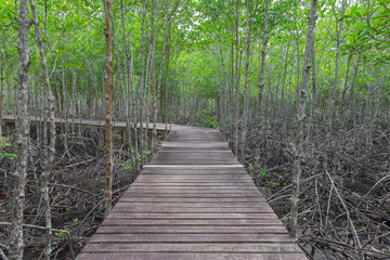 Fototapeta na wymiar Wooden Bridge In Mangrove Forest