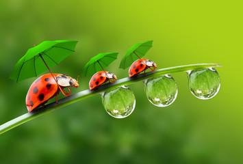 Three ladybugs with umbrela walking on the grass.