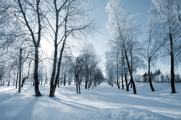 winter landscape