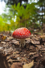 Mushroom against blurred plants