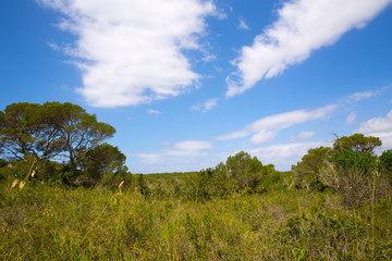 Fototapeta na wymiar Mediterranean forest landscape in Menorca near Macarella