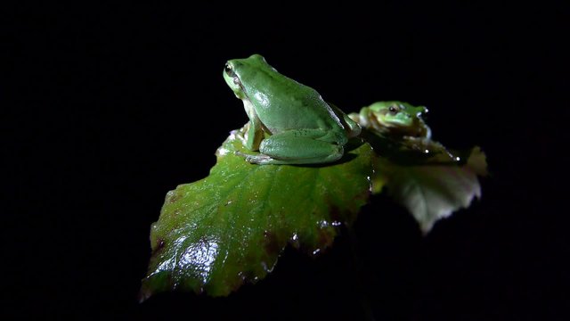 ranita meridional en la noche