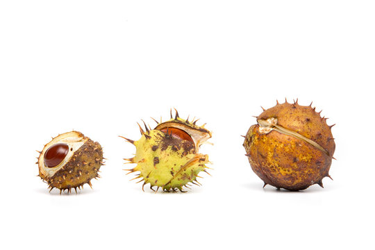 Autumn - Three Chestnuts with Hull, on White Background