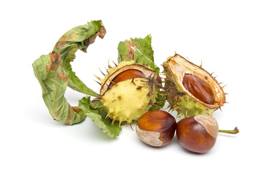 Autumn - Chestnuts - Still-Life with Hull, on White Background