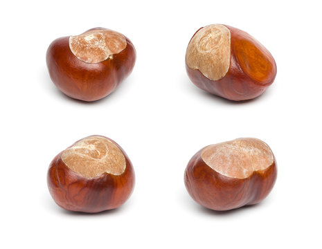 Autumn - Four Chestnuts - Isolated on White