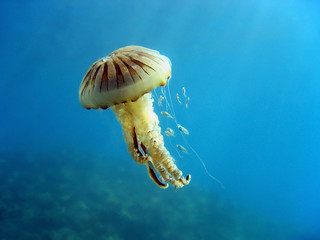 Compass jellyfish with small fish, Mediterranean sea, France © dam