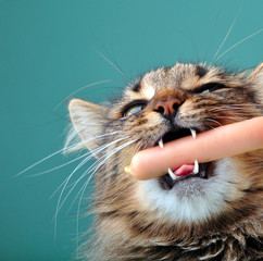 close-up portrait of a cat with frankfurter sausage in its mouth