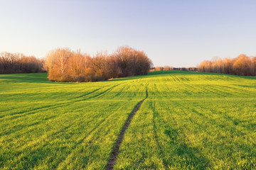 sunset over green rye field