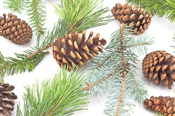 Pine cones and needles on white background