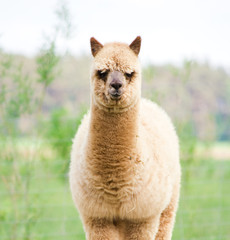 alpaca portrait