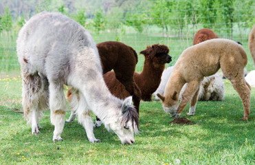 Obraz na płótnie Canvas alpacas