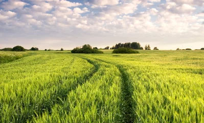 Photo sur Plexiglas Campagne sunrise among a green fields